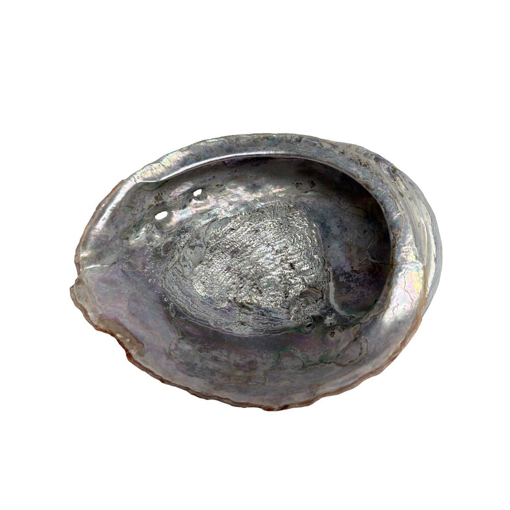 Abalone Shell Natural Iridescent Mother Of Pearl California Ocean Dish 9”x 7.5”